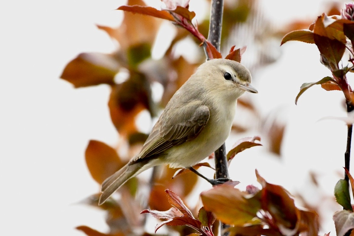 Warbling Vireo - Ron Rind