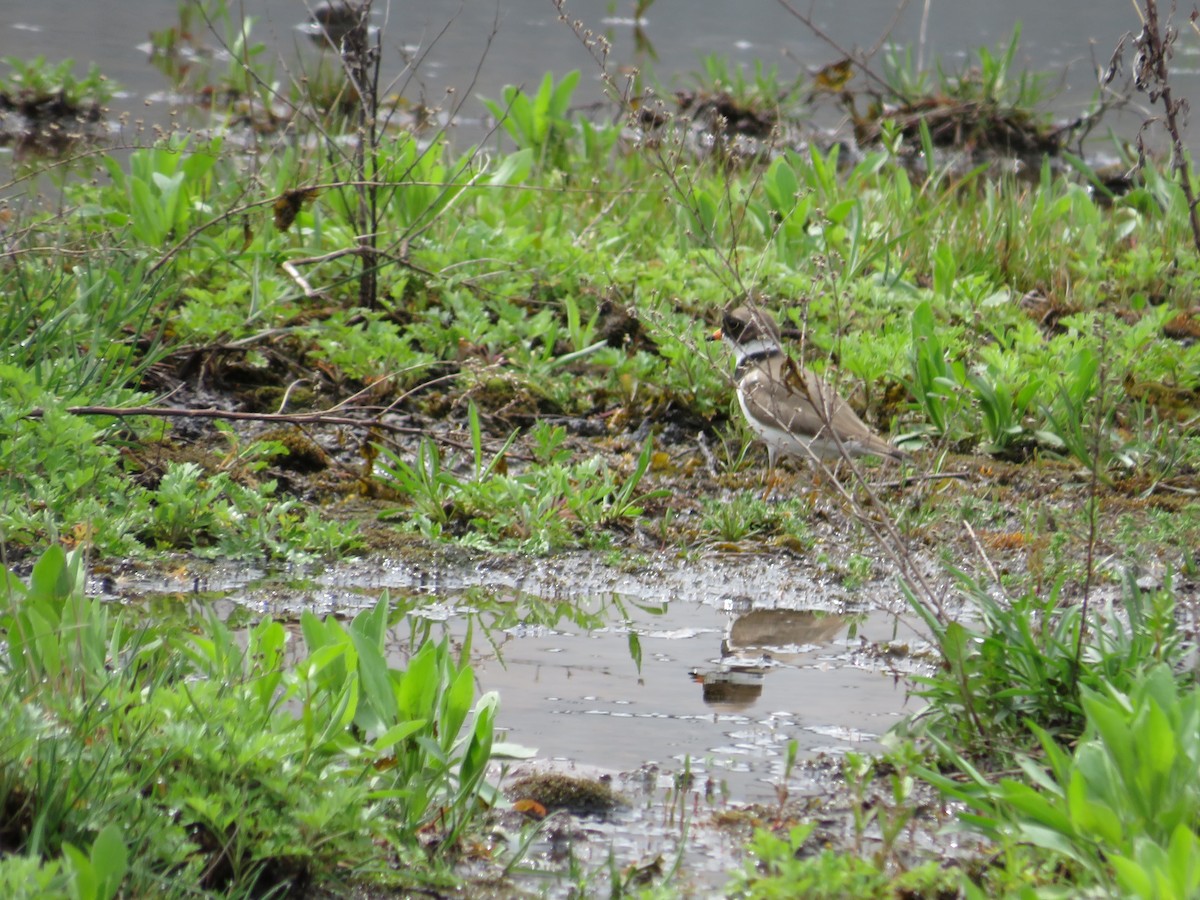 Semipalmated Plover - ML618571227