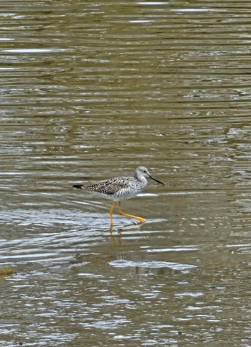 Greater Yellowlegs - ML618571229