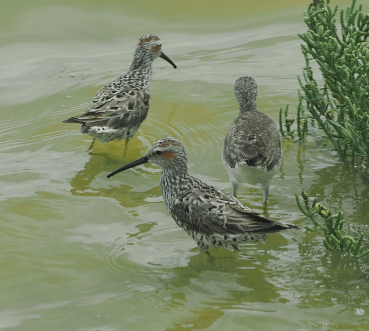 Stilt Sandpiper - ML618571231