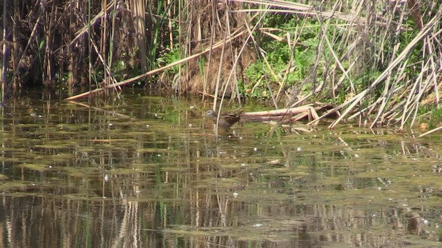 Little Crake - ML618571276