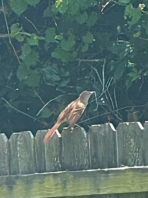 Brown Thrasher - ML618571283