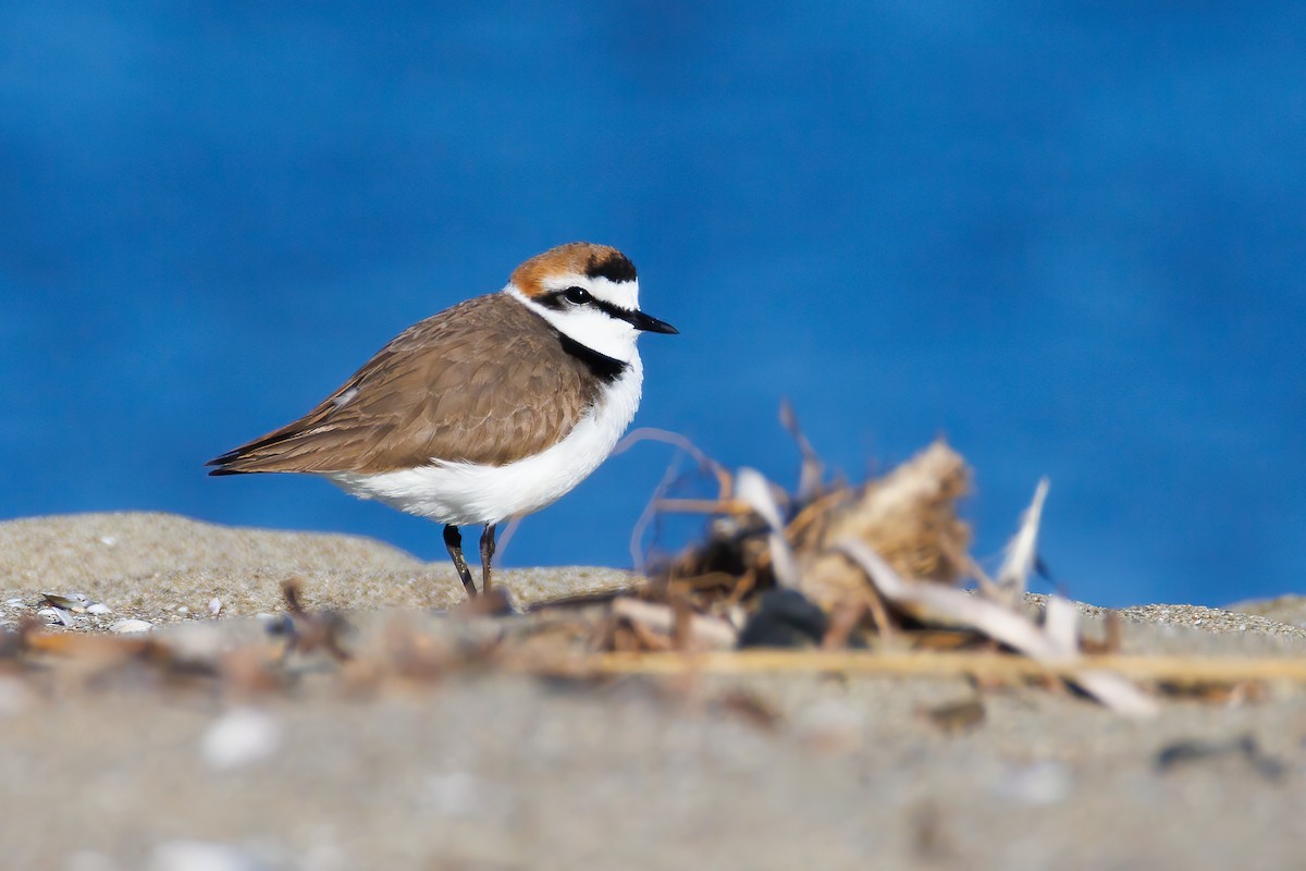 Kentish Plover - ML618571398