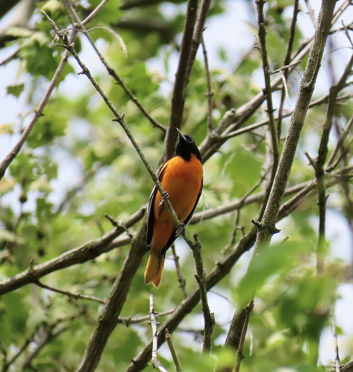 Baltimore Oriole - ML618571446