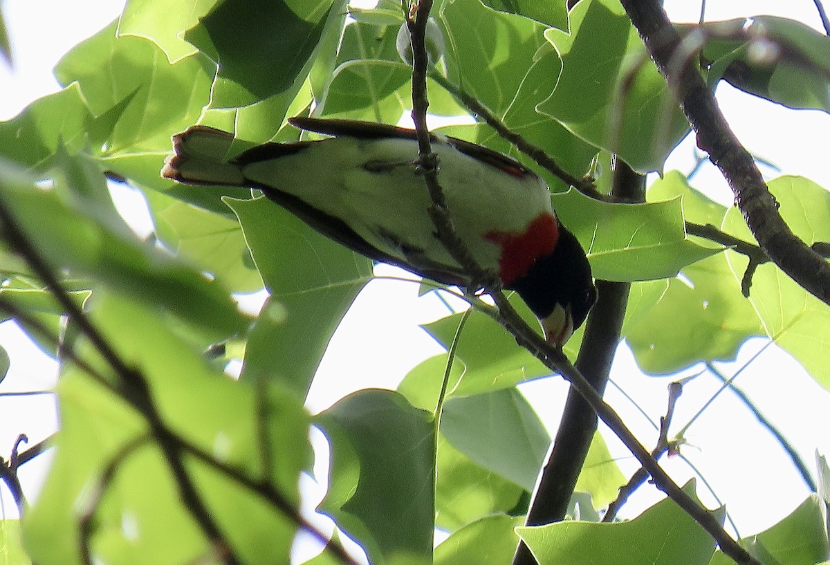 Rose-breasted Grosbeak - ML618571463