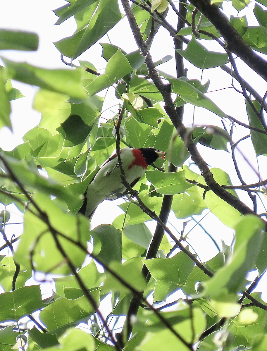 Rose-breasted Grosbeak - ML618571464