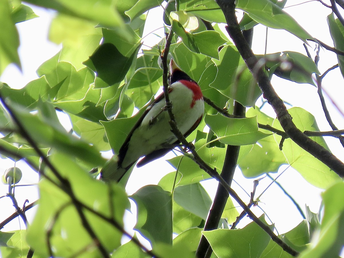 Rose-breasted Grosbeak - ML618571465