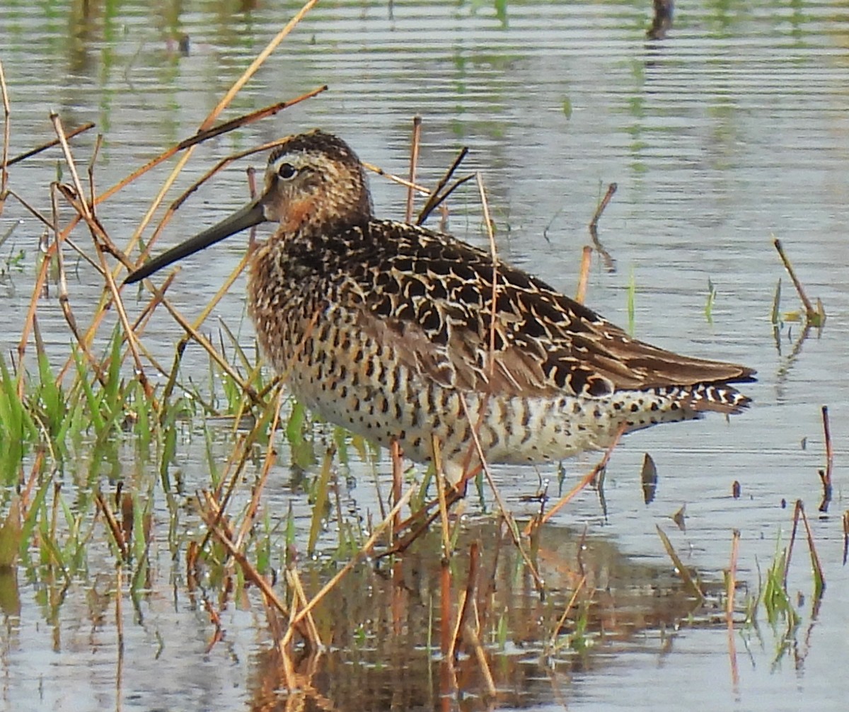 Short-billed Dowitcher - Rick Bennett