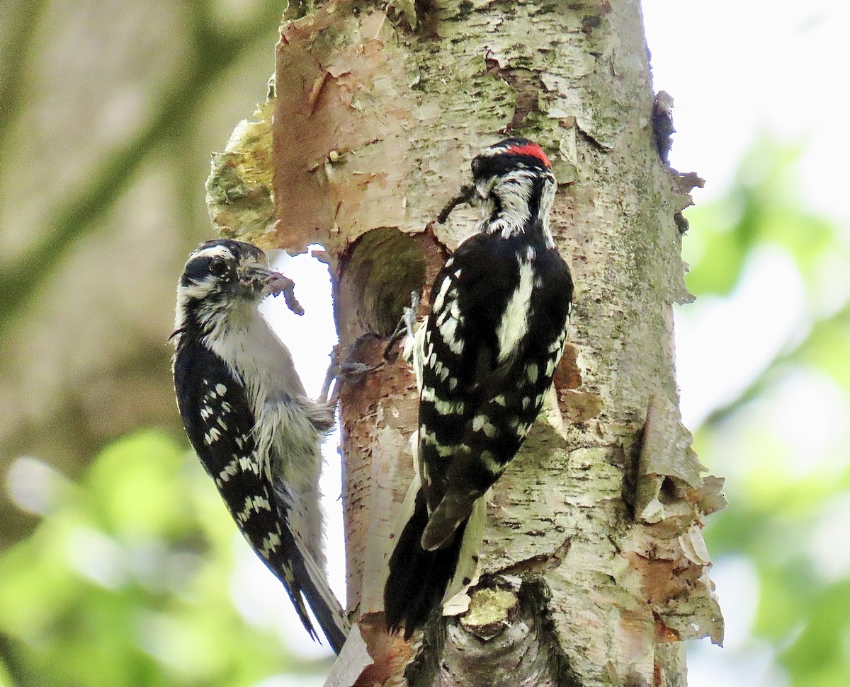 Downy Woodpecker - ML618571473