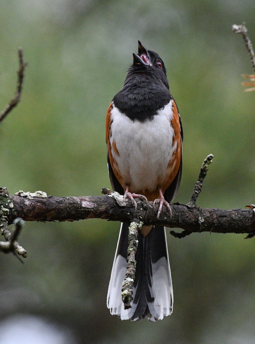 Eastern Towhee - ML618571504