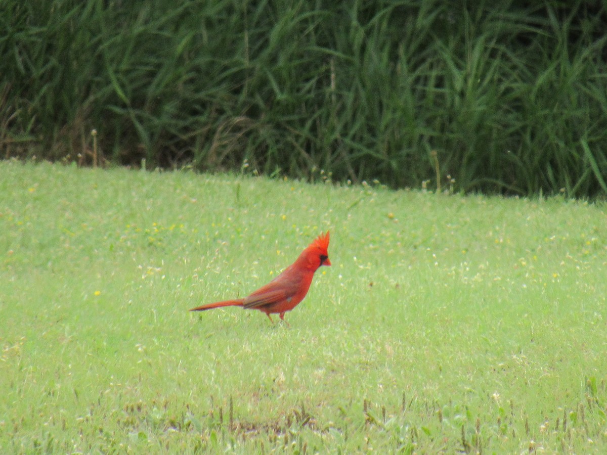 Cardinal rouge - ML618571534
