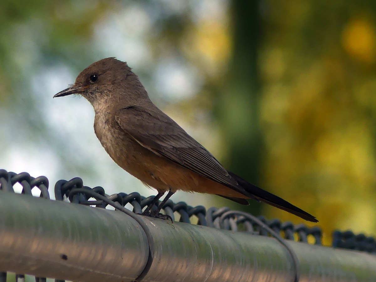 Say's Phoebe - James Wittke