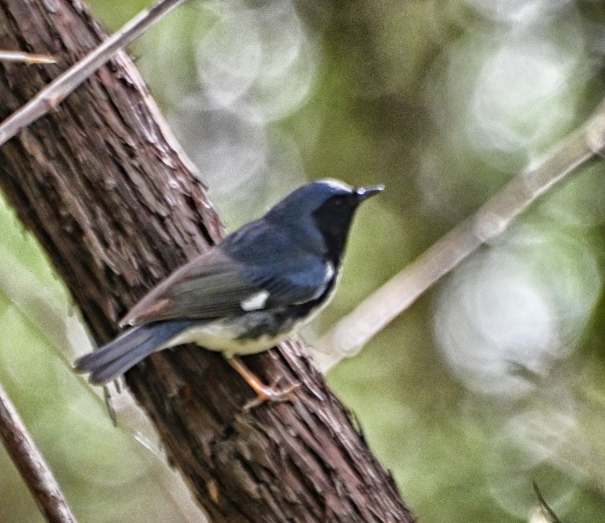 Black-throated Blue Warbler - ML618571589