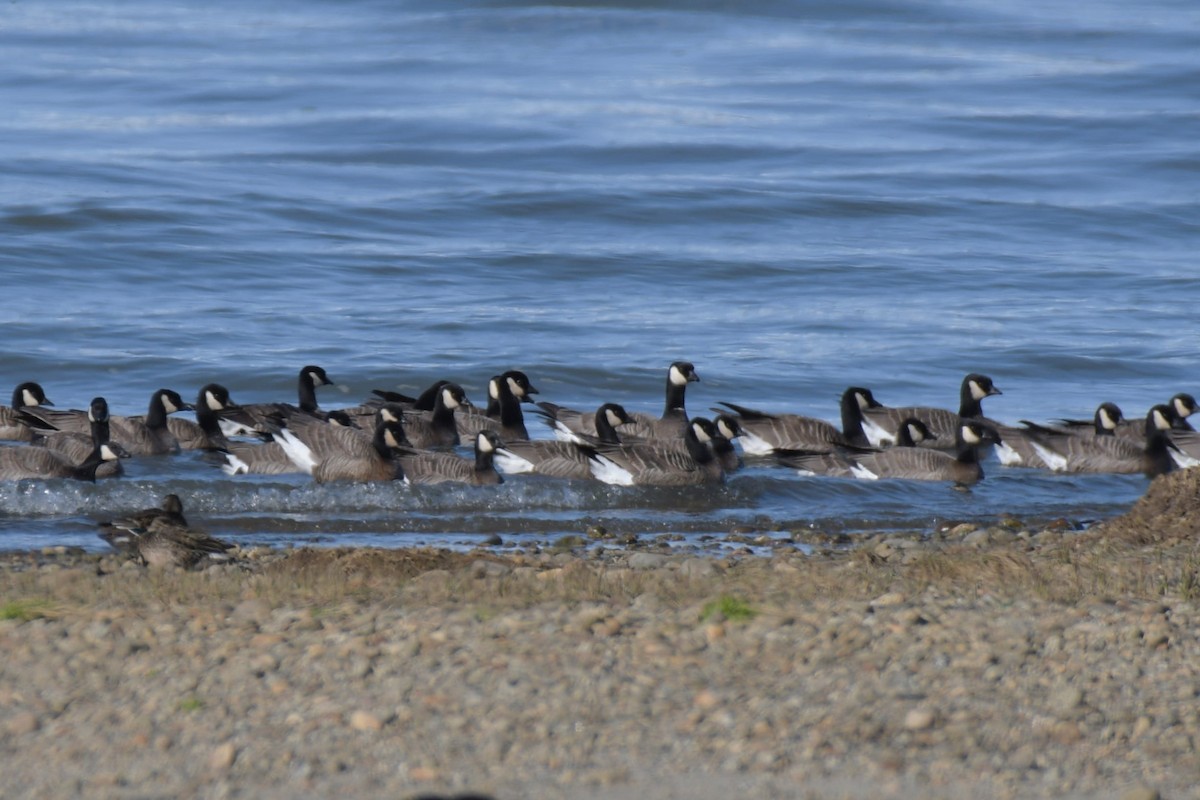 Cackling Goose (minima) - ML618571656