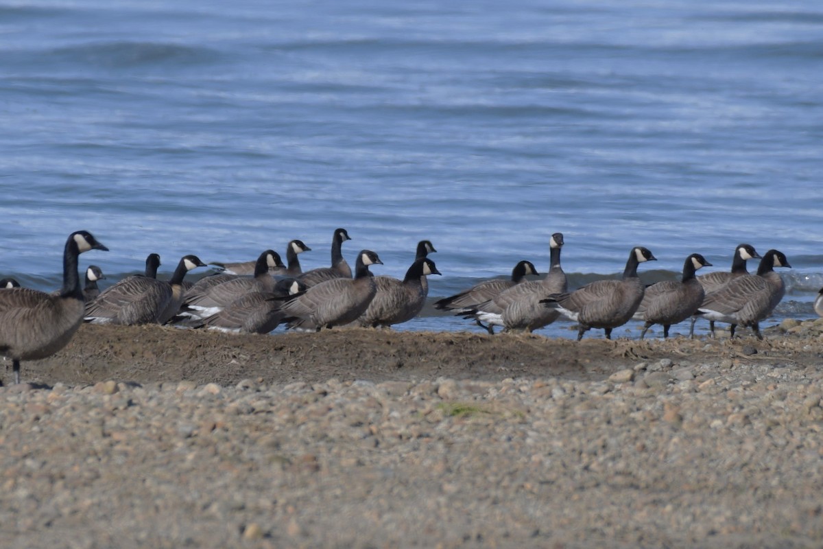 Cackling Goose (minima) - Kelly Kirkpatrick