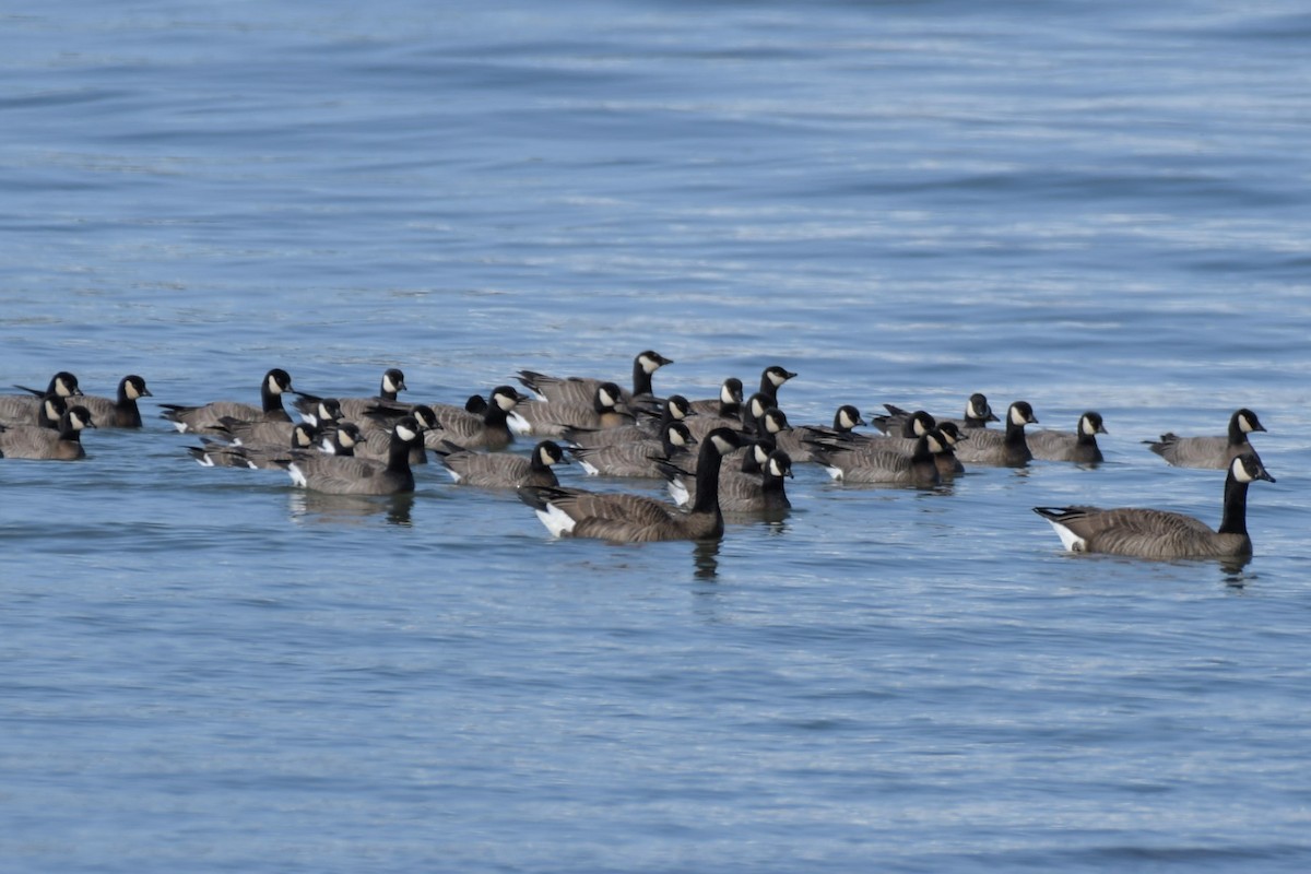 Cackling Goose (minima) - ML618571658