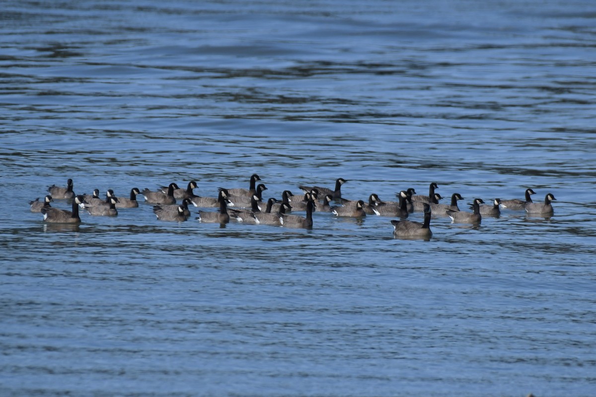 Cackling Goose (minima) - ML618571659