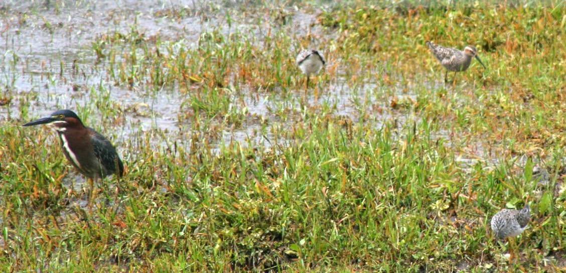 Lesser Yellowlegs - ML618571710