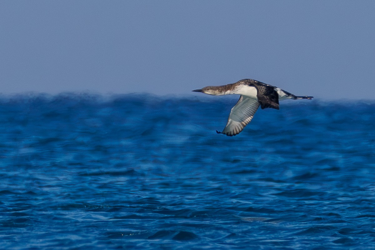 Arctic Loon - ML618571734