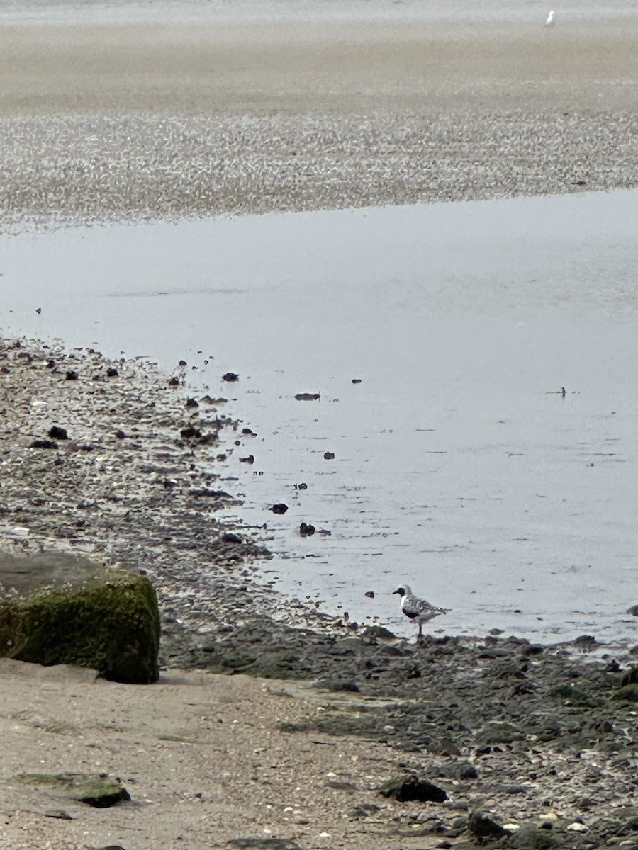 Black-bellied Plover - Lisa Kolibabek