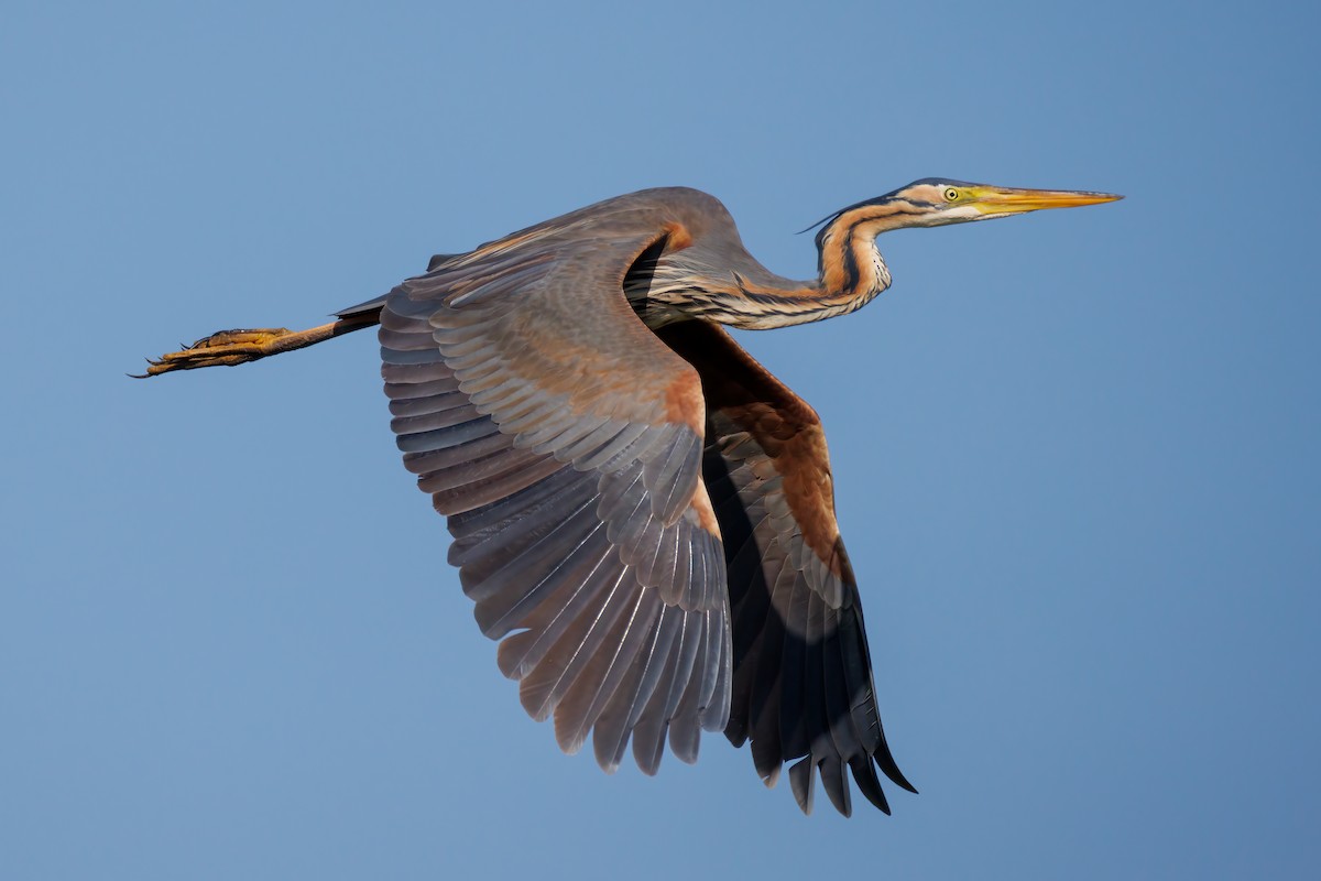 Purple Heron - Mehmet Emre Bingül