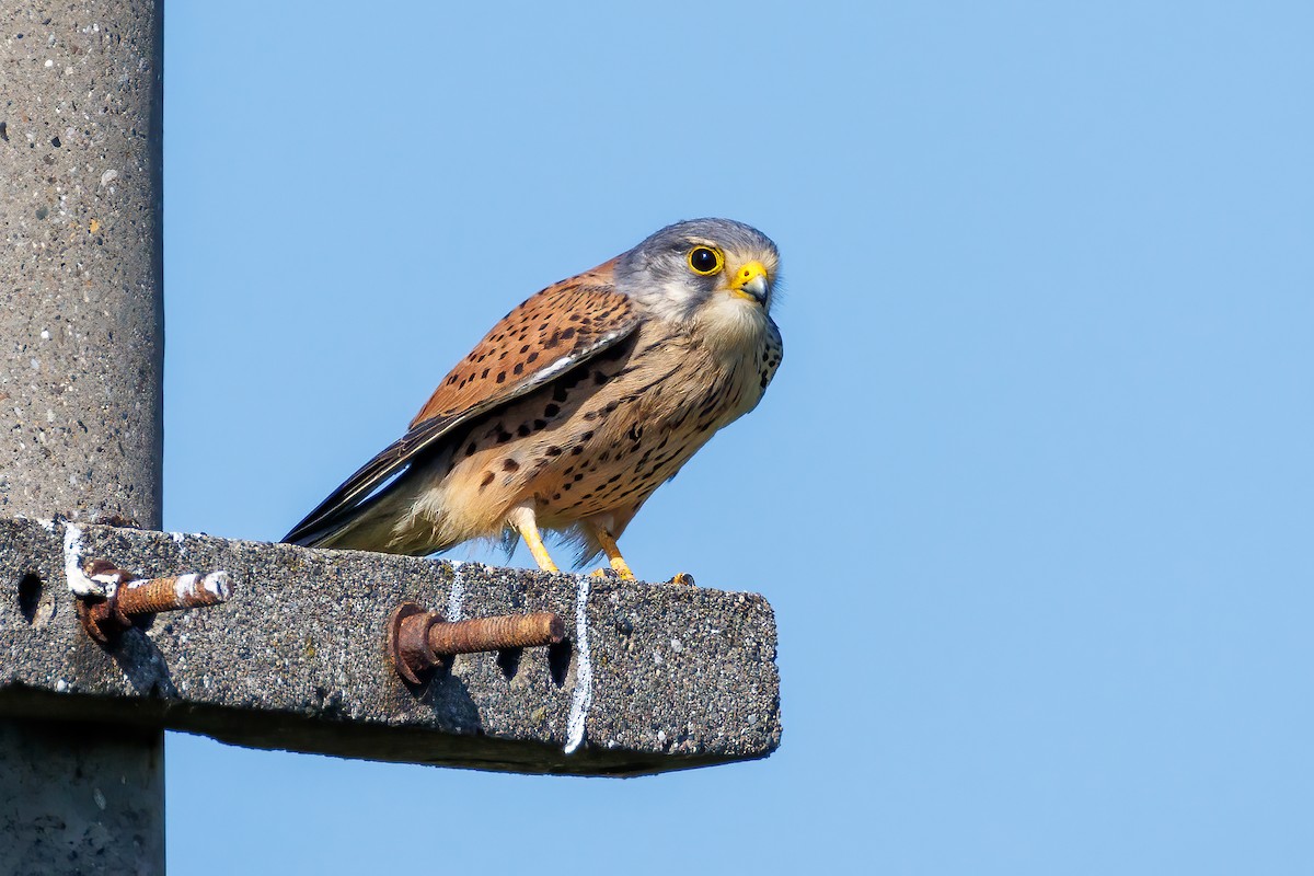 Eurasian Kestrel - ML618571771