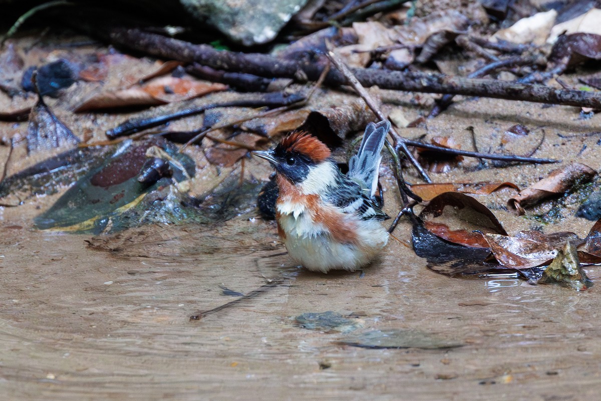 Bay-breasted Warbler - Hernan Riverol