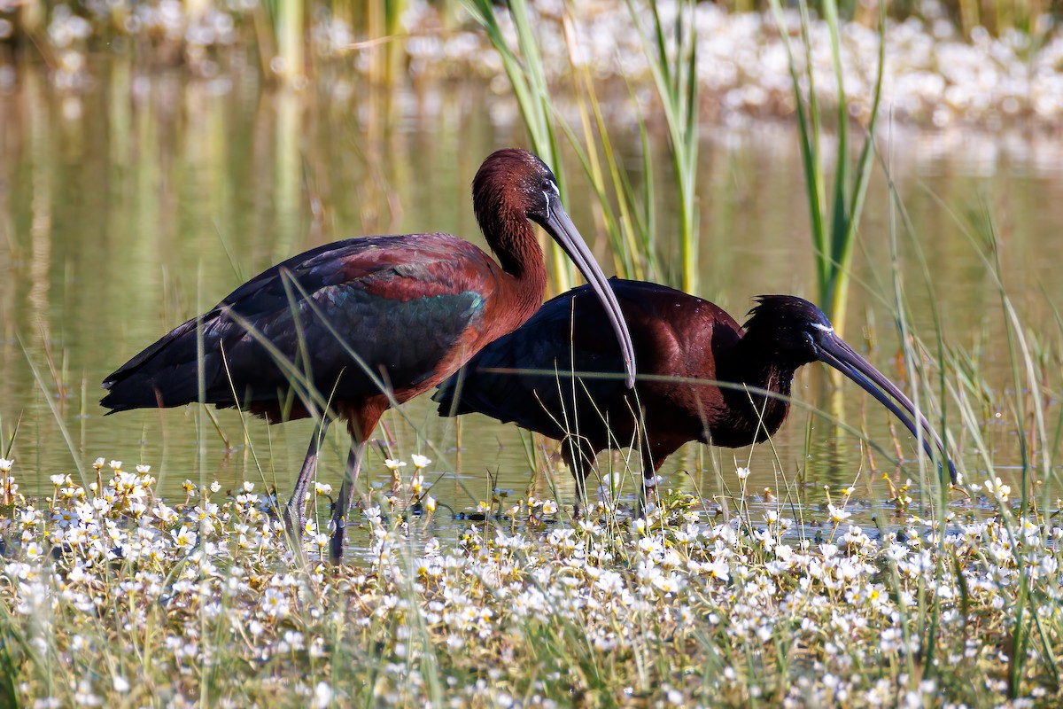 Glossy Ibis - ML618571775