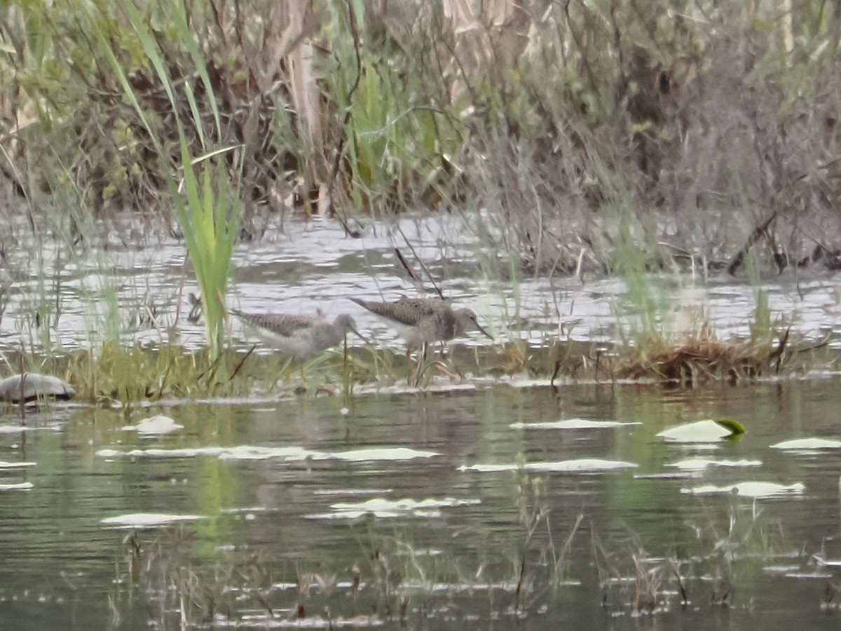 Lesser Yellowlegs - John Felton