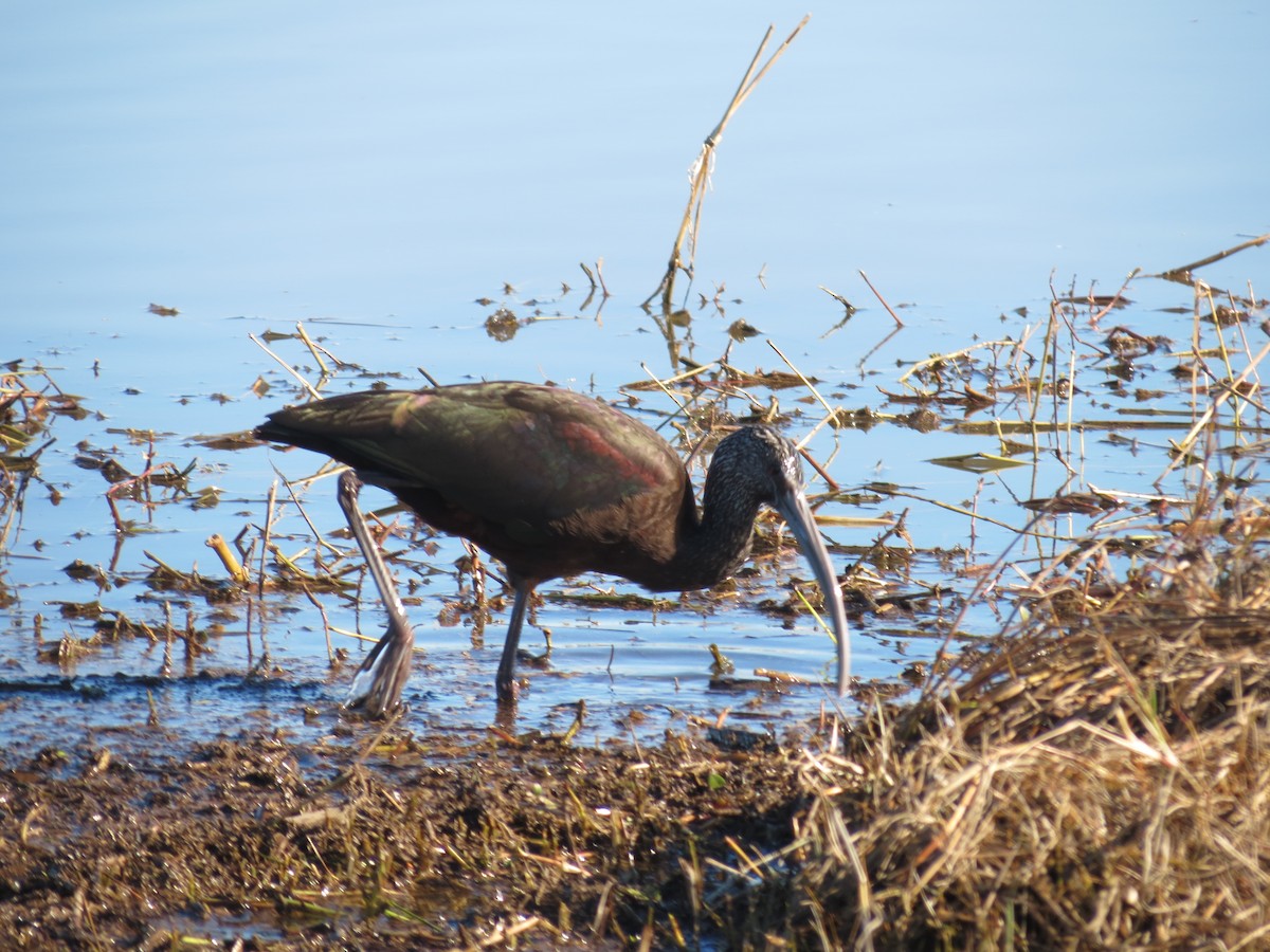 White-faced Ibis - ML618571782