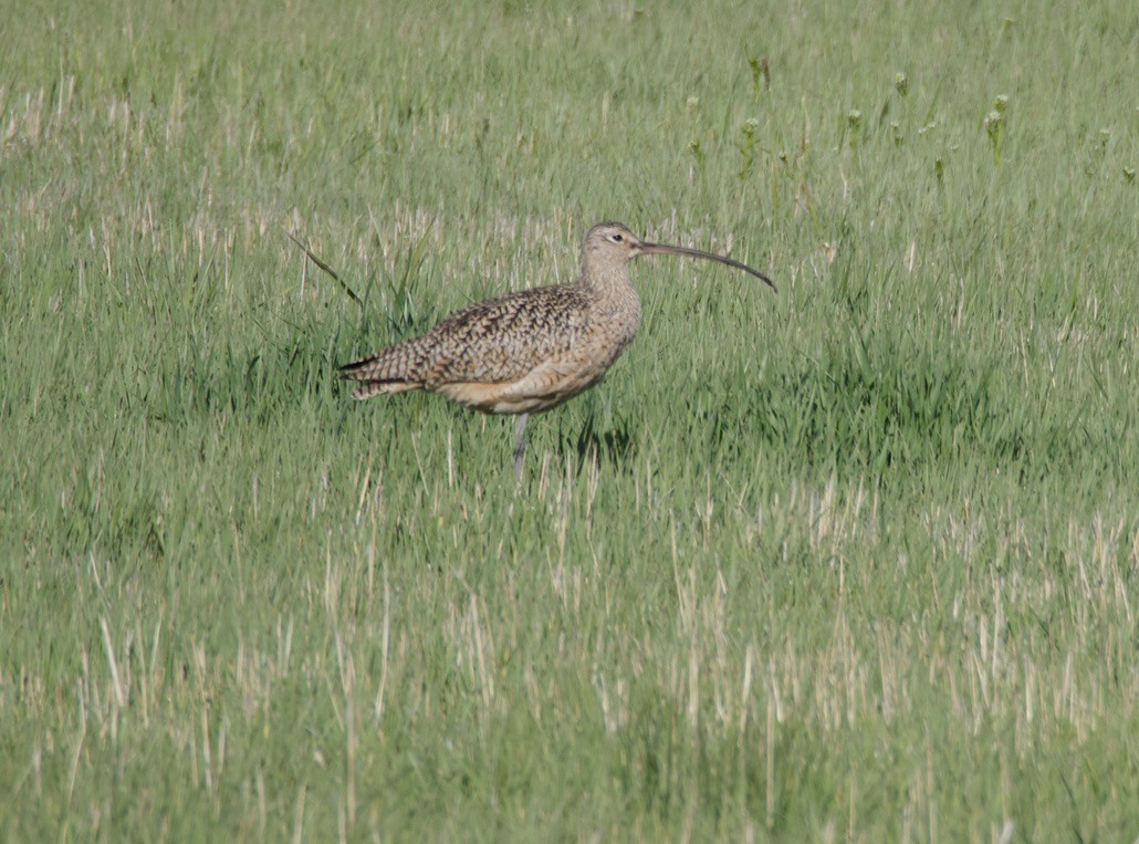 Long-billed Curlew - ML618571794