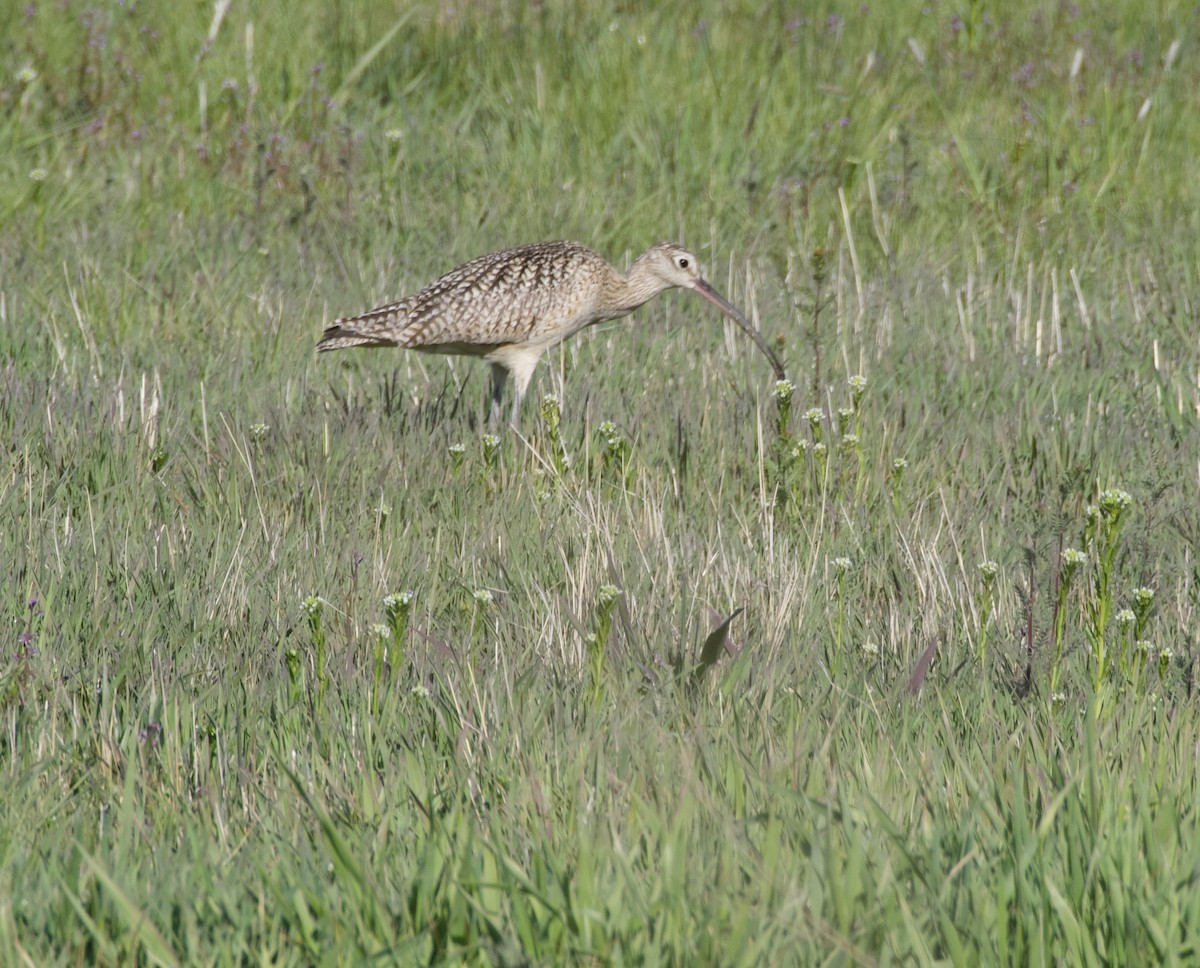 Rostbrachvogel - ML618571796