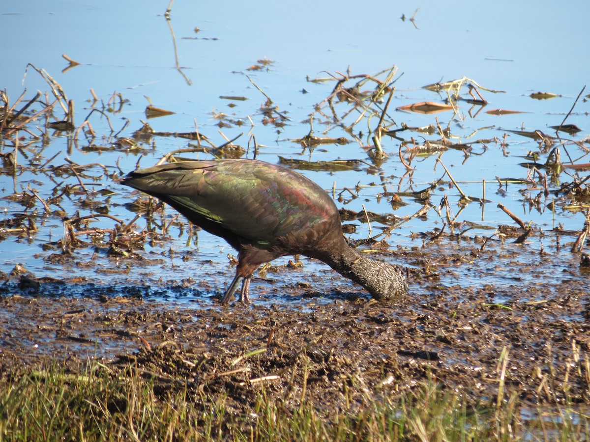 White-faced Ibis - ML618571815