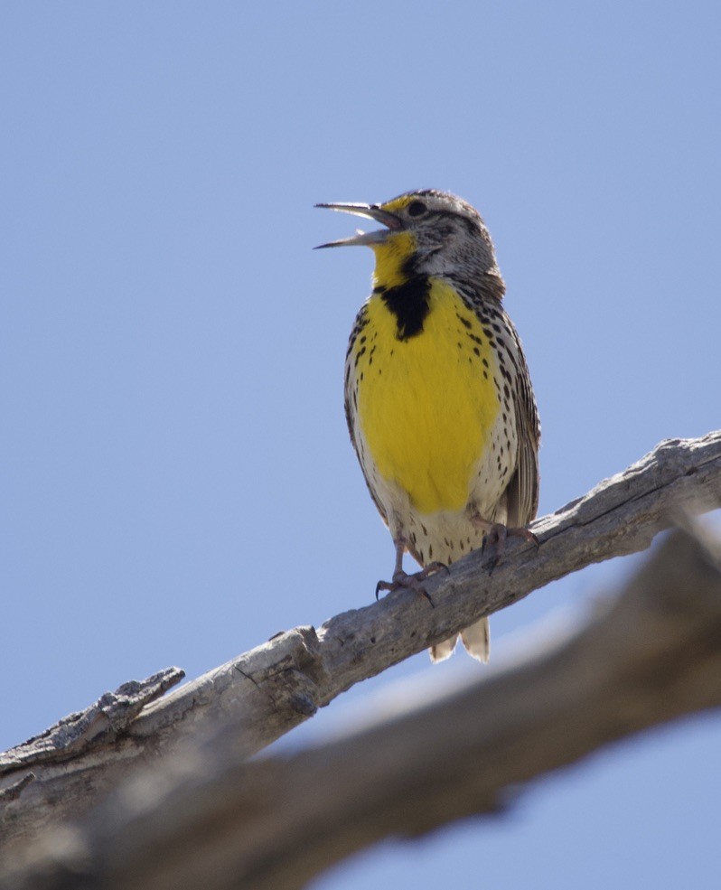 Western Meadowlark - ML618571829