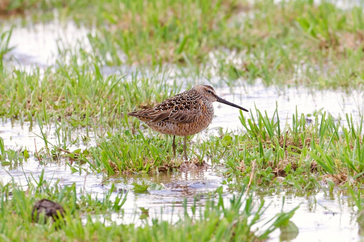 Long-billed Dowitcher - Bill Schneider