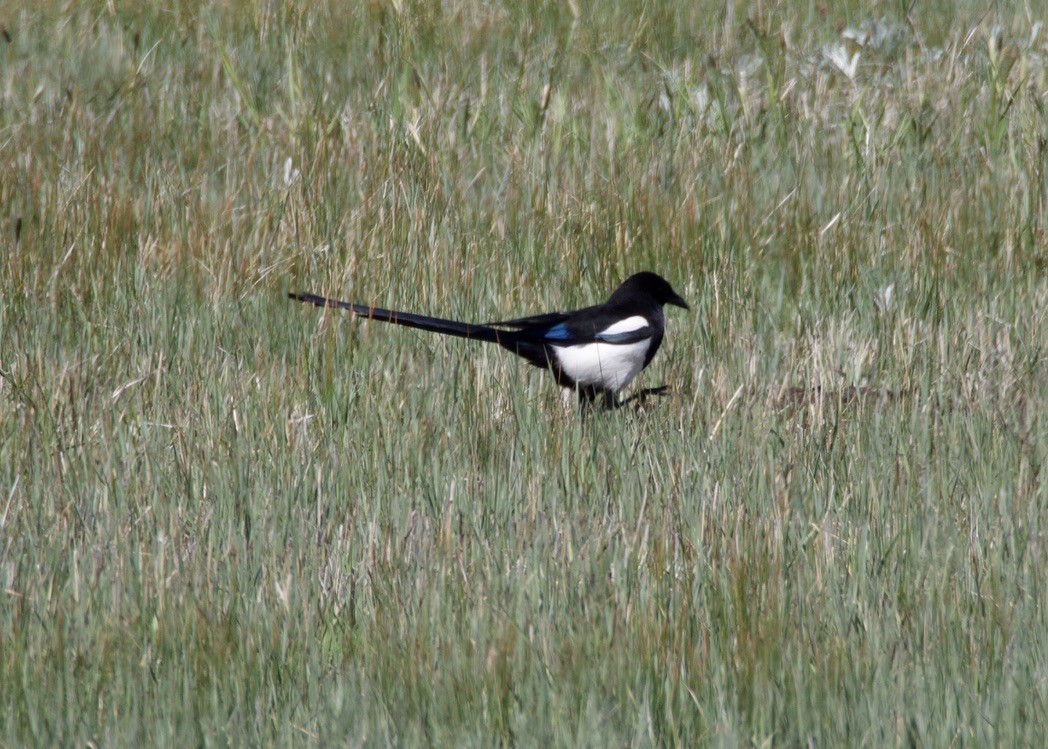 Black-billed Magpie - ML618571839