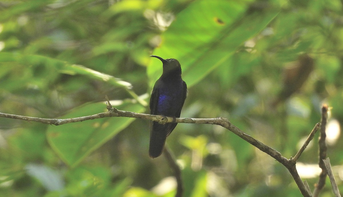 Violet Sabrewing - César Tejeda Cruz