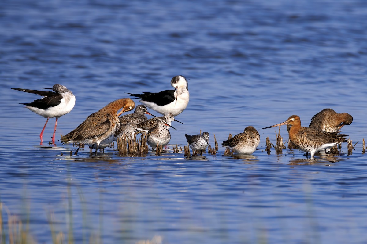 Black-tailed Godwit - Mehmet Emre Bingül