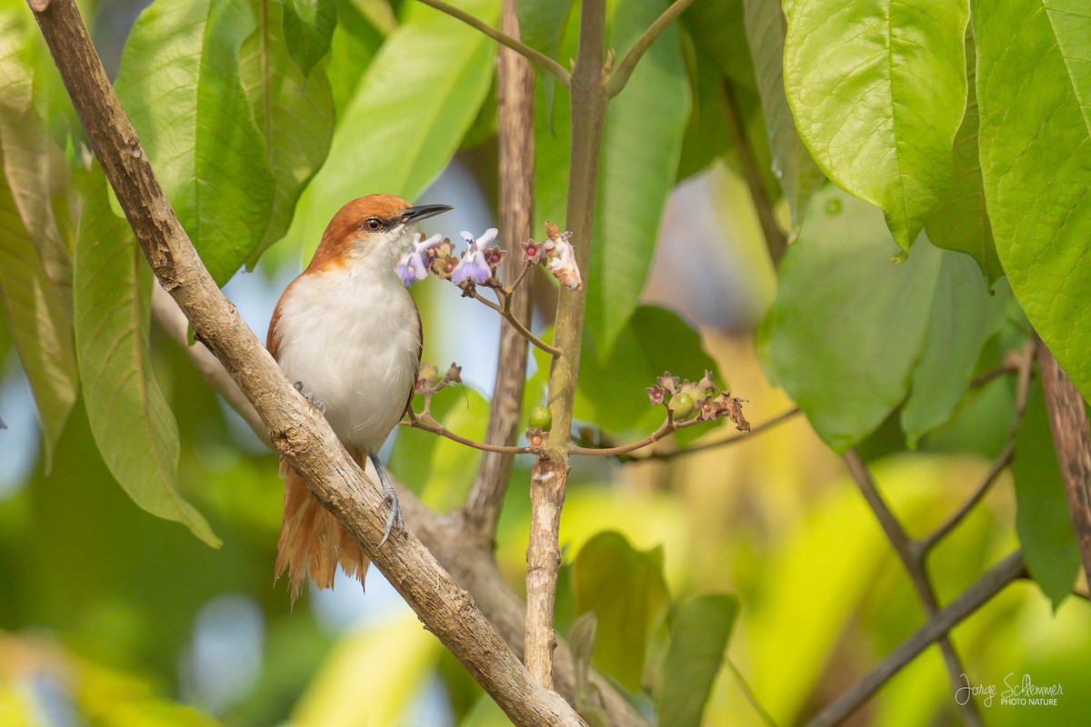 Red-and-white Spinetail - ML618571874