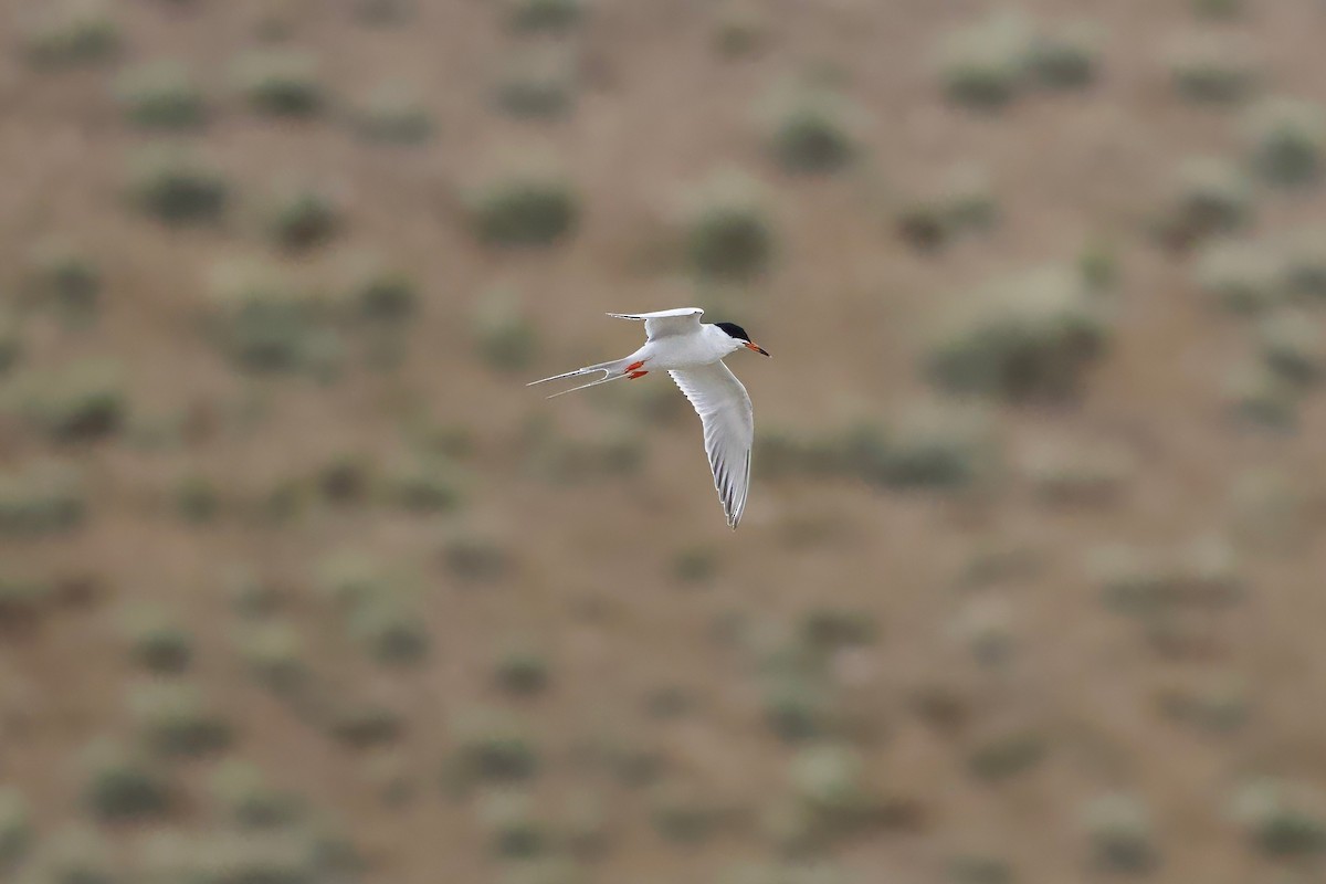 Forster's Tern - Bill Schneider