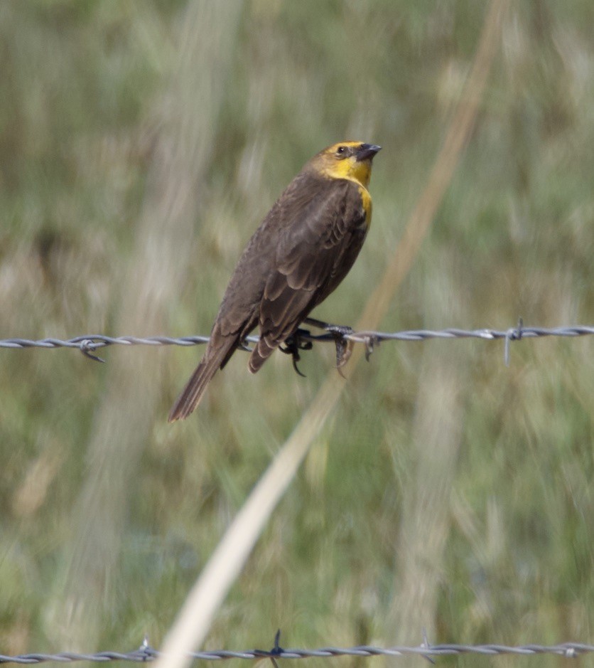 Yellow-headed Blackbird - ML618571886