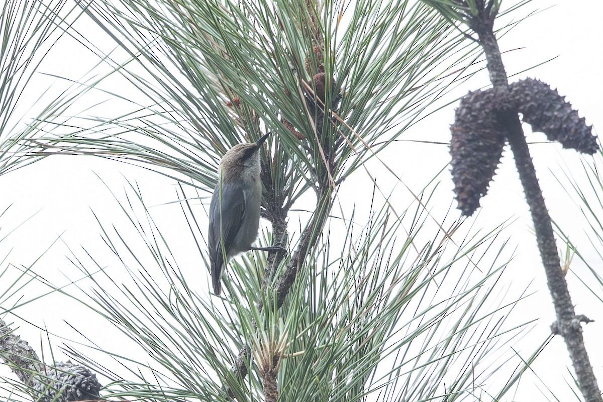 Brown-headed Nuthatch - ML618572009