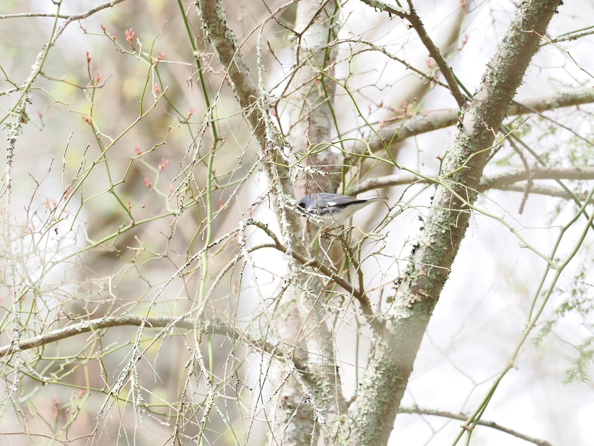 Black-throated Blue Warbler - ML618572010