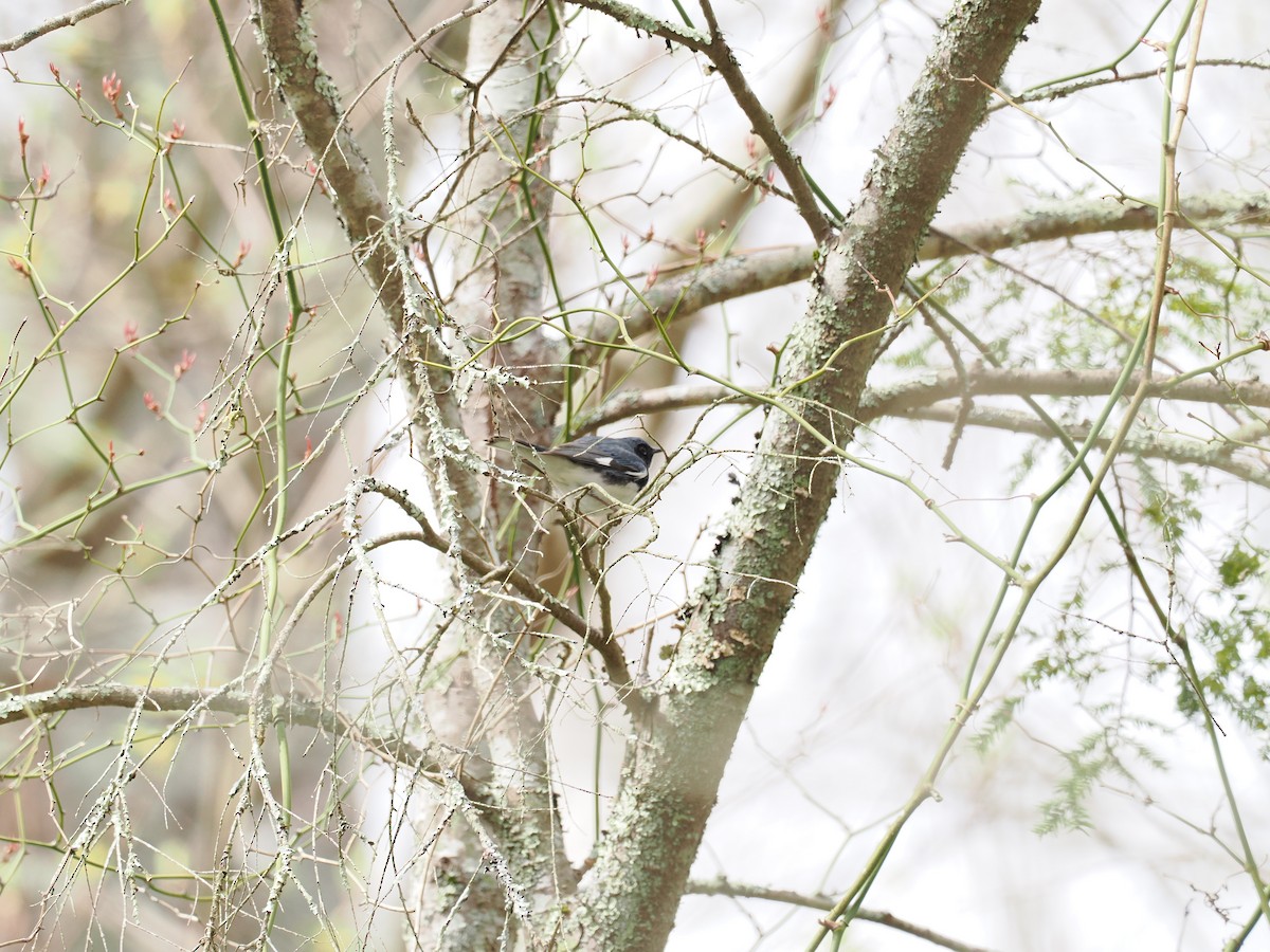 Black-throated Blue Warbler - ML618572011