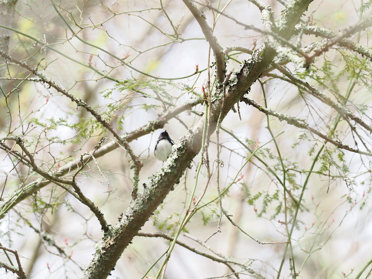 Black-throated Blue Warbler - ML618572012