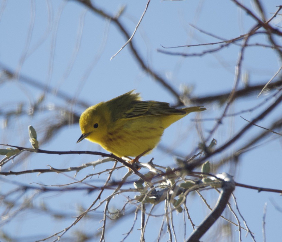 Yellow Warbler - Bitty Roy