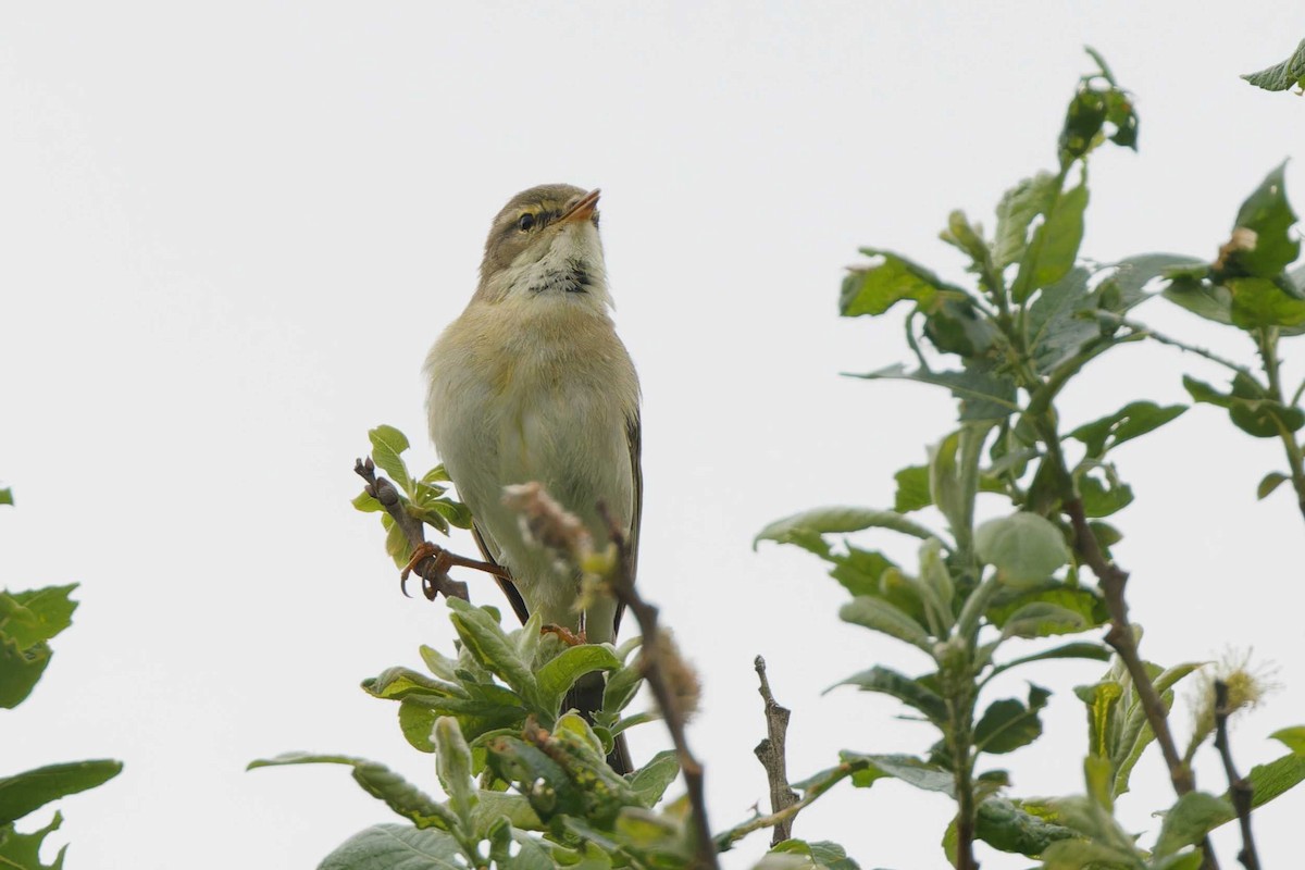 Willow Warbler - Matthew Mellor