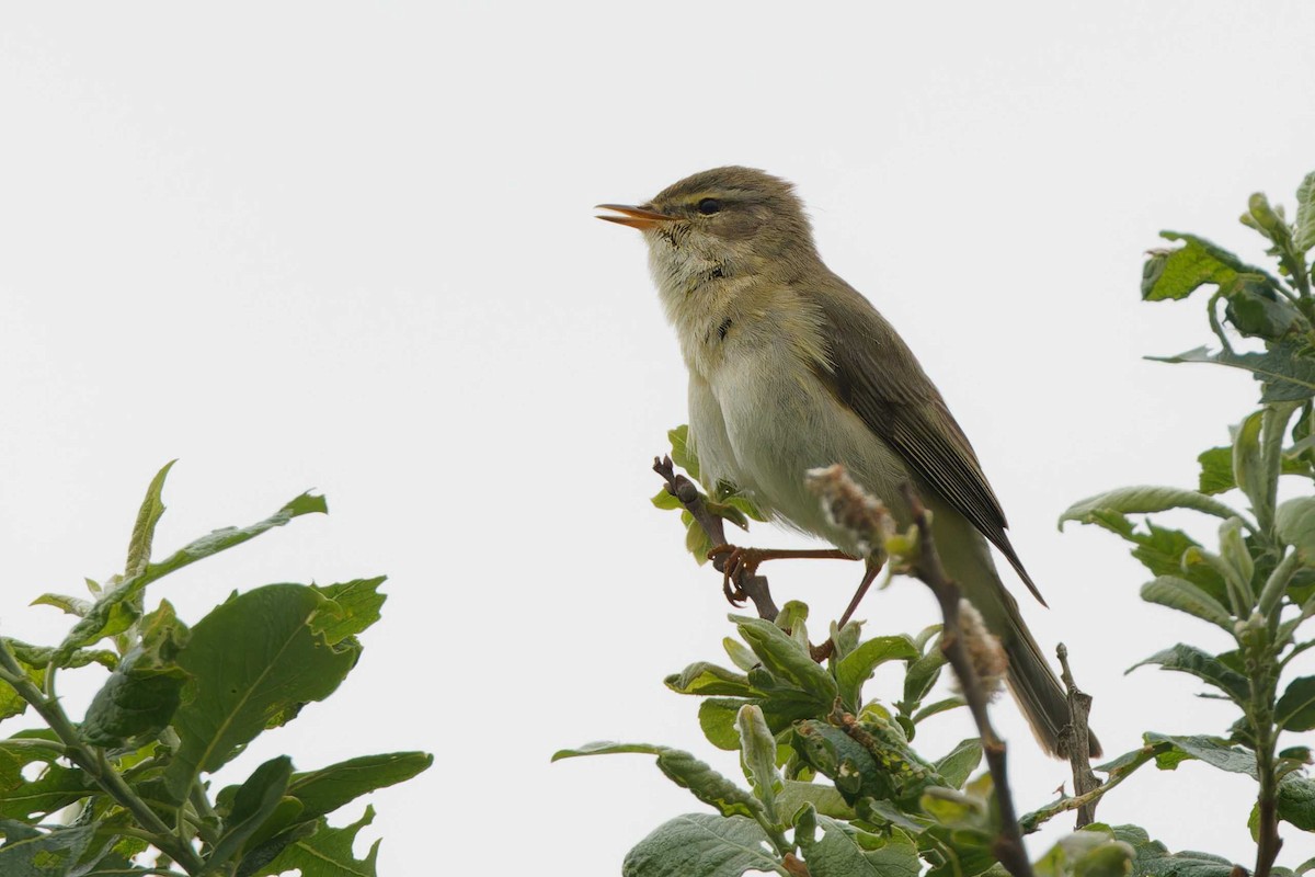 Willow Warbler - Matthew Mellor