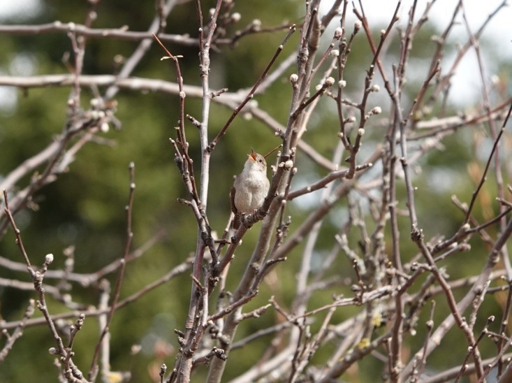 House Wren - ML618572033