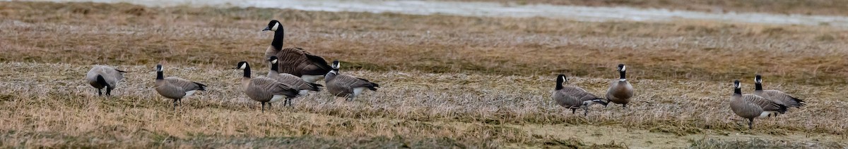 Cackling Goose - Sean Neilson